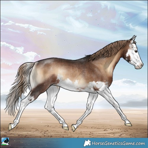 Horse Color:Liver Red Onyx Splash Rabicano 