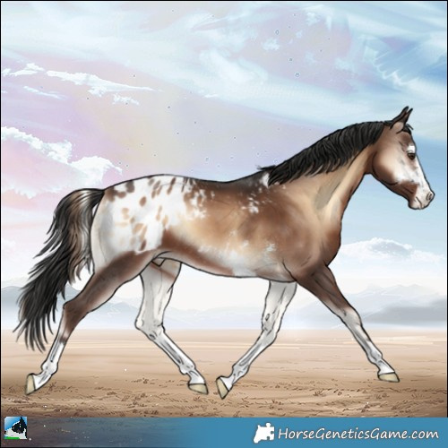 Horse Color:Liver Red Onyx Appaloosa 