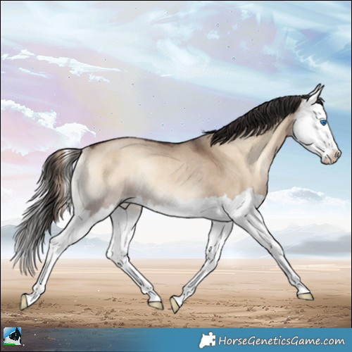 Horse Color:Liver Red Dun Onyx Splash Rabicano 