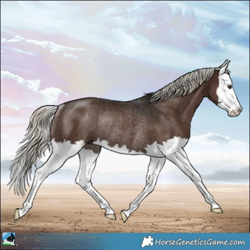Horse Color:Liver Chestnut Mushroom Splash Rabicano 