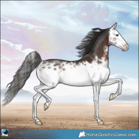 Horse Color:Liver Chestnut Splash 