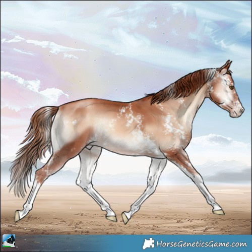 Horse Color:Gold Champagne Onyx Sabino 