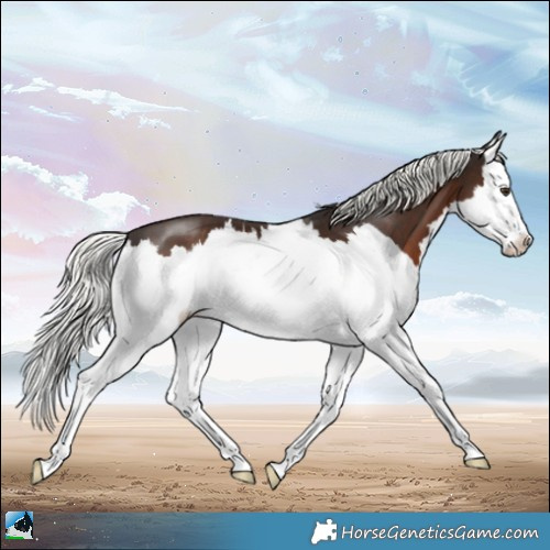 Horse Color:Liver Chestnut Mushroom Splash 