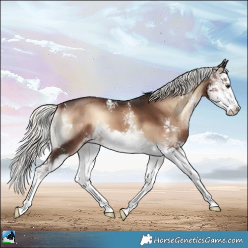 Horse Color:Liver Red Onyx Mushroom Sabino Splash 