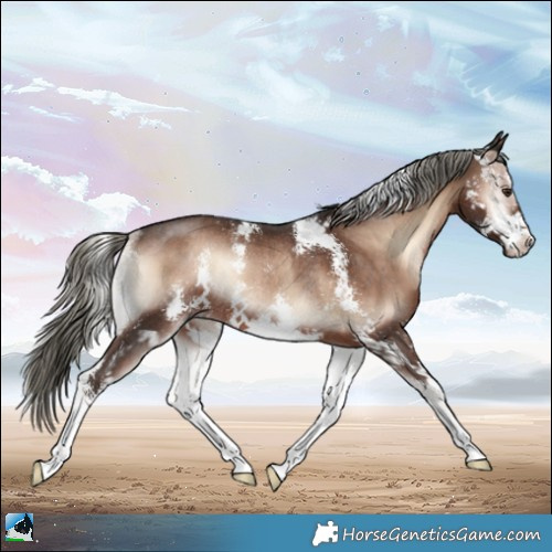 Horse Color:Liver Red Onyx Mushroom Sabino Rabicano 