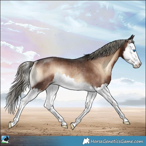 Horse Color:Liver Red Onyx Mushroom Splash Rabicano 