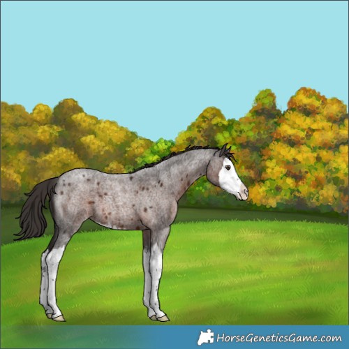 Horse Color:Liver Red Roan Splash Appaloosa 