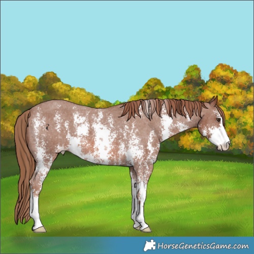 Horse Color:Chestnut Sabino Appaloosa