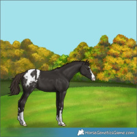 Horse Color:Liver Chestnut Appaloosa 