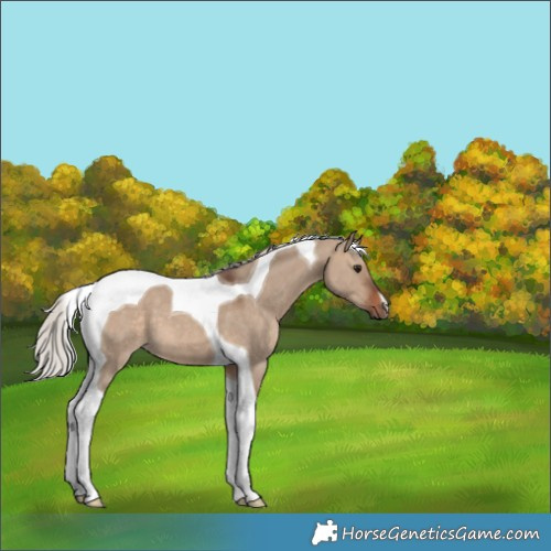 Horse Color:Silver Brown Dun Tobiano 