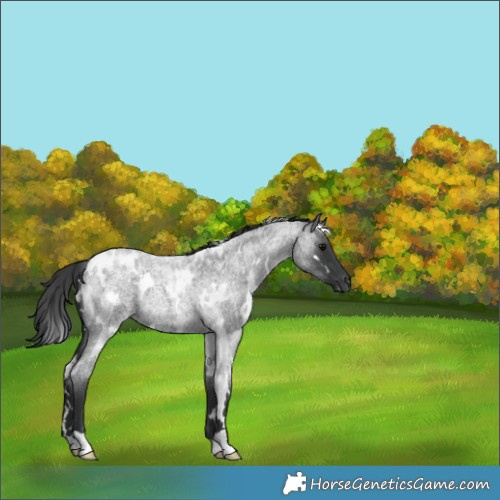Horse Color:White Spotted Blue Roan 