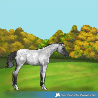 Horse Color:White Spotted Blue Roan