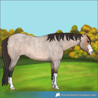 Horse Color:Bay Roan Dun 