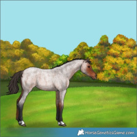 Horse Color:Bay Roan