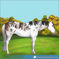 Horse Color:White Spotted Brown Splash