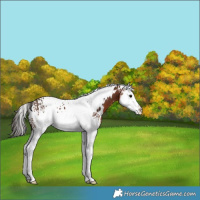 Horse Color:White Spotted Brown Splash