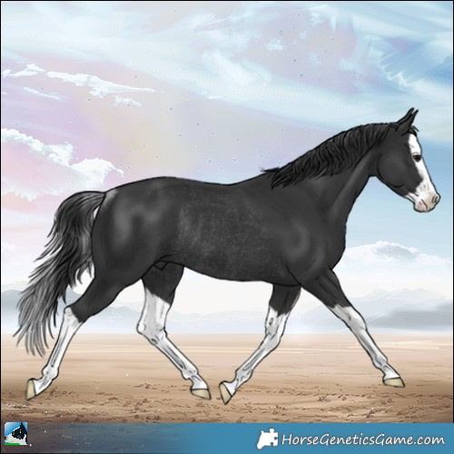 Horse Color:Black Mushroom Splash Rabicano 