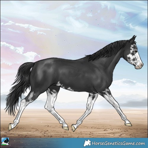 Horse Color:Black Splash 
