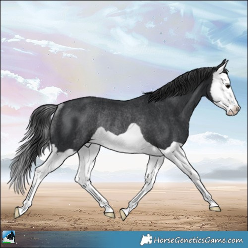 Horse Color:Black Splash Rabicano 