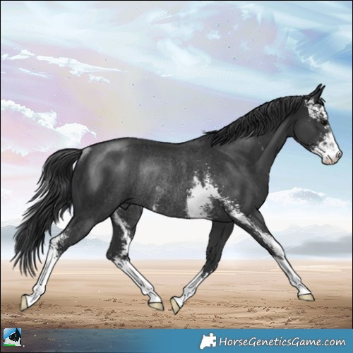 Horse Color:Black Sabino Rabicano 