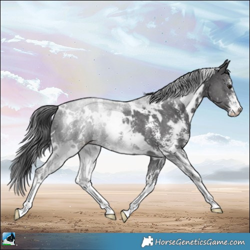 Horse Color:White Spotted Black Sabino Rabicano 