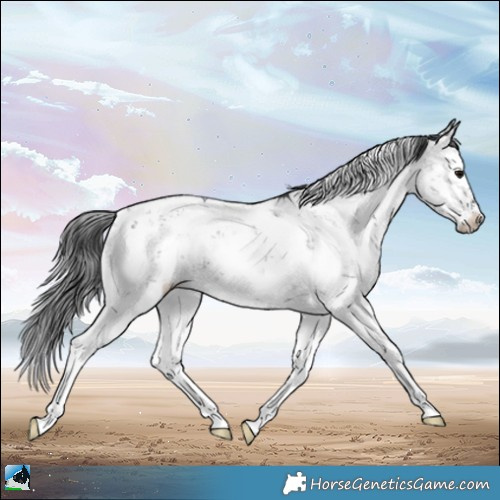 Horse Color:Black Sabino 