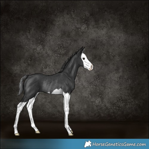 Horse Color:Black Splash Rabicano 