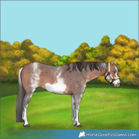 Horse Color:White Spotted Bay Sabino Frame 