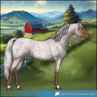 Horse Color:Silver Blue Roan 