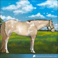 Horse Color:White Spotted Buckskin Pearl Tobiano 