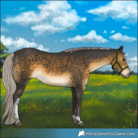 Horse Color:Silver Buckskin Tobiano 