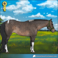 Horse Color:Brown Dun Tobiano Appaloosa Rabicano