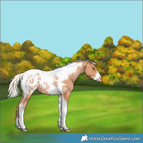 Horse Color:Silver Bay Pearl Tobiano Frame Appaloosa 