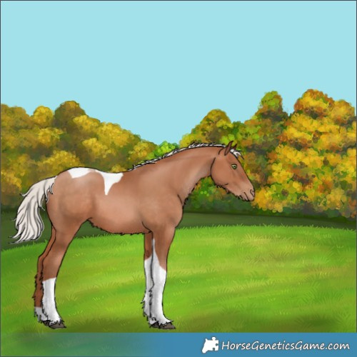 Horse Color:Silver Brown Pearl Tobiano 