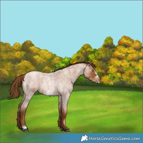 Horse Color:Gray Red Roan Pearl Frame 