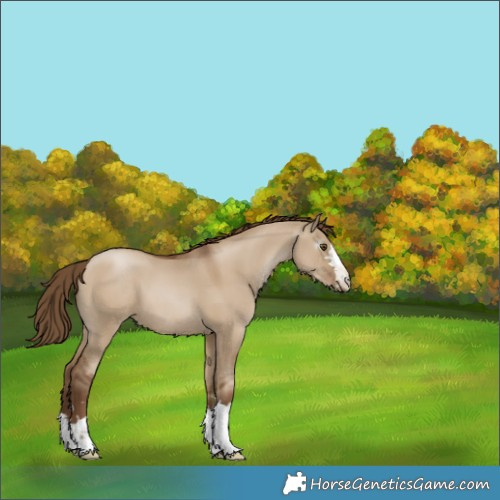 Horse Color:Gray Grullo Pearl Appaloosa 