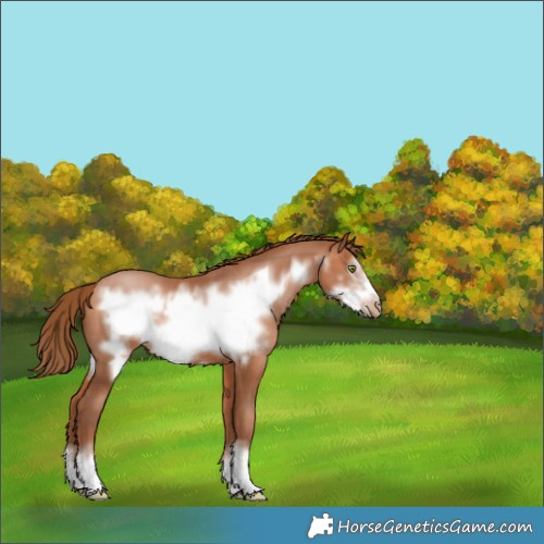Horse Color:Bay Pearl Frame 