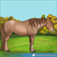 Horse Color:Liver Chestnut Pearl Rabicano 