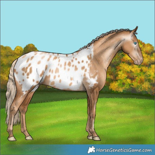 Horse Color:Gray Gold Cream Champagne Pearl Appaloosa 