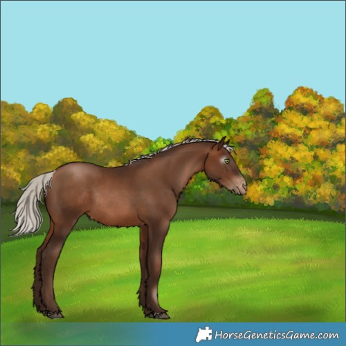 Horse Color:Gray Silver Brown Pearl Appaloosa Rabicano 