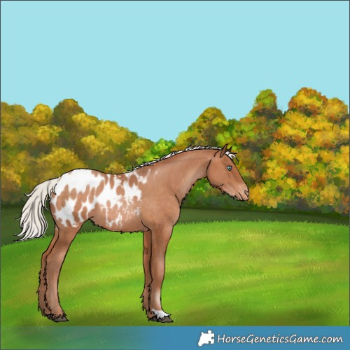 Horse Color:Silver Brown Pearl Appaloosa Rabicano 