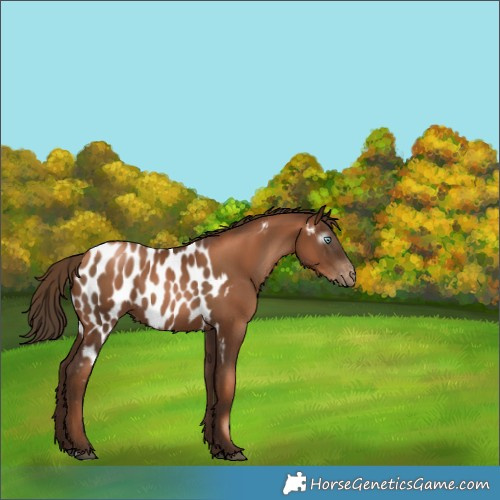 Horse Color:Gray Liver Chestnut Pearl Rabicano  and Gray Liver Chestnut Pearl Appaloosa 