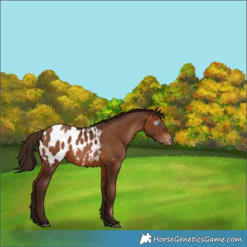 Horse Color:Gray Brown Pearl Blanket Rabicano 