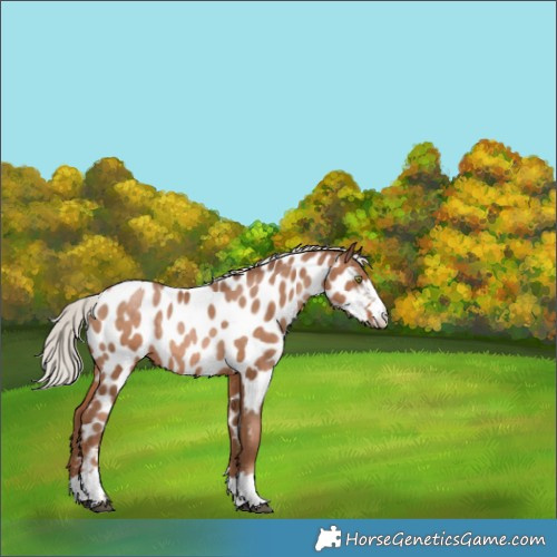 Horse Color:Silver Brown Pearl Appaloosa Rabicano 