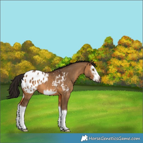 Horse Color:Gray Bay Dun Splash Frame Appaloosa 