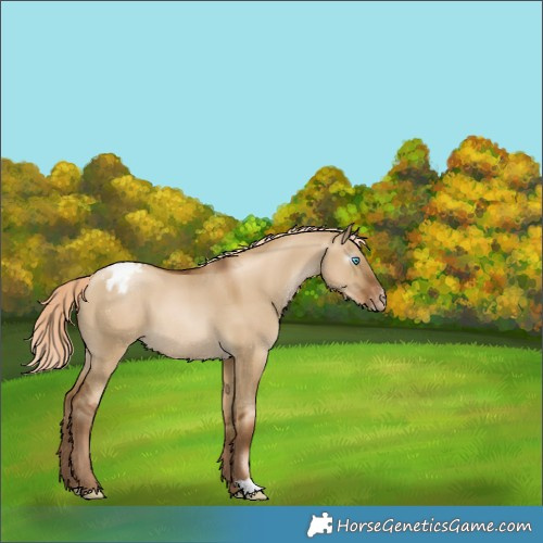 Horse Color:Gray Chocolate Palomino Pearl Dun Appaloosa 