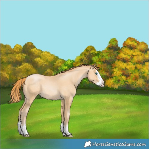 Horse Color:Buckskin Pearl Splash Rabicano 