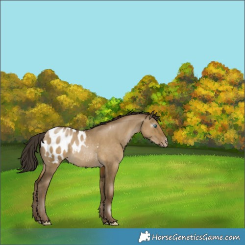 Horse Color:Gray Smoky Grullo Pearl Appaloosa 