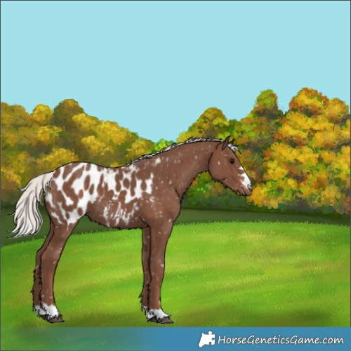 Horse Color:Silver Black Appaloosa 