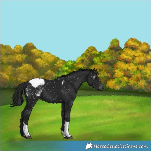 Horse Color:Gray Black Tobiano Snowcap Rabicano 